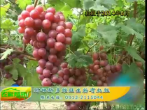 农家超市6月18日