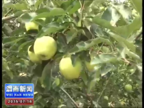富平早熟苹果新鲜上市 首批销往俄罗斯