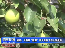 蒲城：早熟梨“搭乘”电子商务飞向全国各地