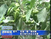 富平：实施一镇一圈战略  助力现代农业大发展