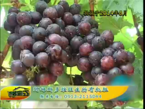 农家超市8月15日