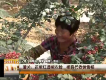 潼关：花椒红透椒农脸 椒客代收销售畅