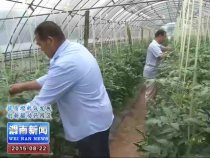 白水旭峥农业园区：建设设施大棚1800亩 带动群众增收