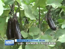 小微企业发挥大作用  茄子销售不再难