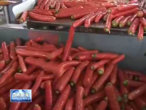大荔官池：农户提前销售红萝卜 避免销售僵局