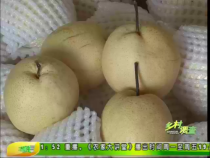 蒲城酥梨销售状况调查：酥梨未来方向--标准化 品牌化