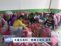 大荔九龙村：贫瘠土地结“硕果”