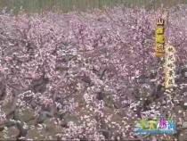 天下旅游4月7日