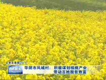 华阴市凤城村：积极谋划核桃产业 带动百姓脱贫致富