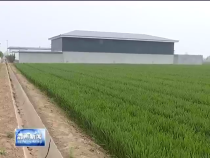富平：创新粮食生产机制 打造万亩现代粮食“样板”田
