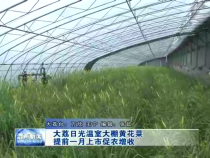 大荔日光温室大棚黄花菜提前一月上市促农增收