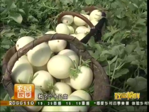 咱家甜瓜不愁卖  三步种瓜有门道