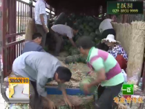 蒲城：瓜农履约不提价 用诚信赢取市场