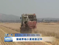 蒲城旱地小麦收获过半