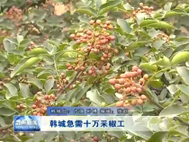 韩城急需十万采椒工