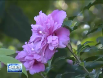 炎炎盛夏 感受木槿花园里的别样美景