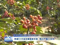韩城55万亩花椒喜获丰收  预计产值22亿元