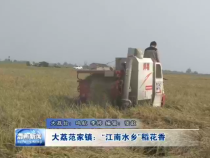 大荔范家镇：“江南水乡”稻花香