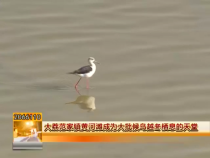 大荔范家镇黄河滩成为大批候鸟越冬栖息的天堂