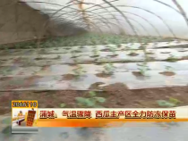 蒲城：气温骤降 西瓜主产区全力防冻保苗