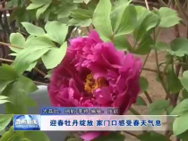 迎春牡丹绽放  家门口感受春天气息