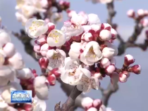 富平：漫山杏花绽娇容