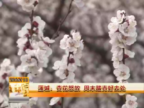 蒲城：杏花怒放 周末踏青好去处