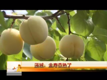 蒲城：金寿杏熟了