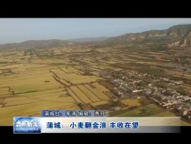 蒲城：小麦翻金浪 丰收在望