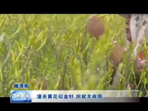 潼关黄花似金针 织就丰收图