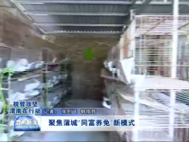 聚焦蒲城“同富养兔”新模式