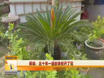 韩城：三十年一遇的铁树开了花