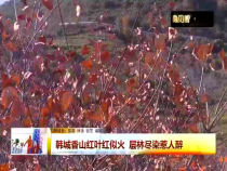 香山红叶红似火 层林尽染惹人醉