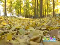 天下旅游11月15日