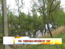 华阴：风雨导致路边百棵大树“趴窝”
