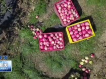 又是一年丰收季 白水55万亩苹果喜获丰收