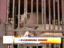 韩城：成功截获查处一起违规跨省偷运生猪案