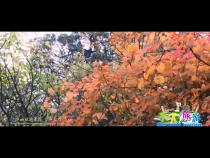 天下旅游 10月29日