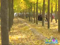 天下旅游11月9日