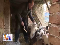 東秦百姓1月2日