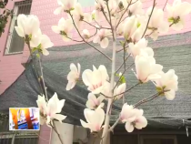 东秦百姓3月22日