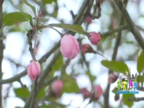 天下旅游4月1日