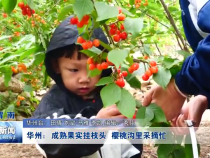 华州：成熟果实挂枝头  樱桃沟里采摘忙