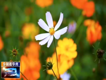 今朝看华州10月16日
