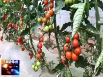今朝看华州7月8日