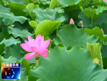 今朝看华州7月29日
