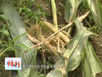 东秦百姓7月18日
