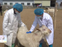 東秦百姓3月26日