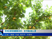今朝看华州6月16日