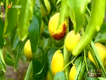 农家四季8月9日